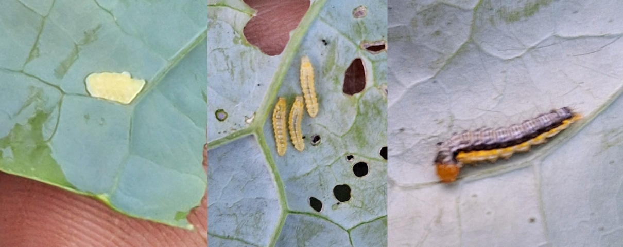 Three side by side images showing cross-striped cabbage worm eggs and a young and old caterpillar on leaves.
